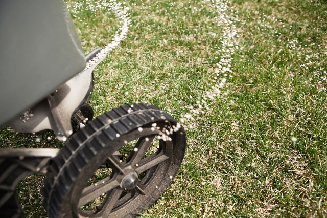 Rasen wird im Frühjahr gedüngt