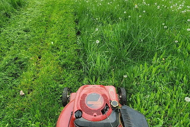 Hoher Rasen mit Löwenzahn wird von einem roten Rasenmäher gemäht