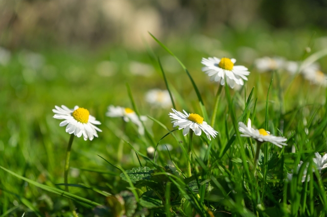 Weiße Gänseblümchen wachsen aus dichtem, grünem Rasenteppich