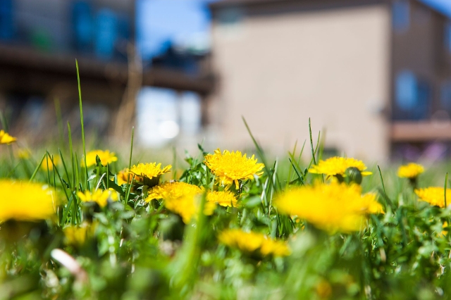 Blühender Löwenzahn im Gartenrasen mit Haus im Hintergrund