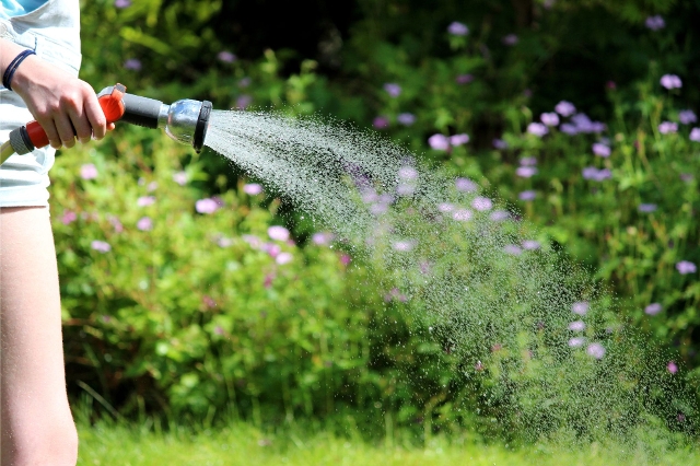 Der Rasen wird mit einem Gartenschlauch gewässert.
