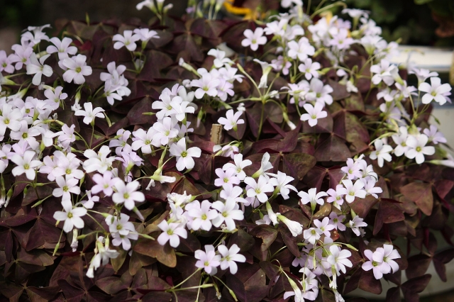 Ausbreitender Roter Sauerklee auf Gartenboden – Hinweis auf kalkarmen Boden