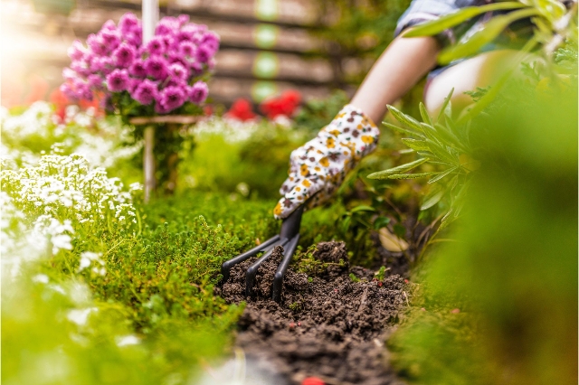 Unkraut wird mit einer Dreizack-Hacke aus Garten entfernt.