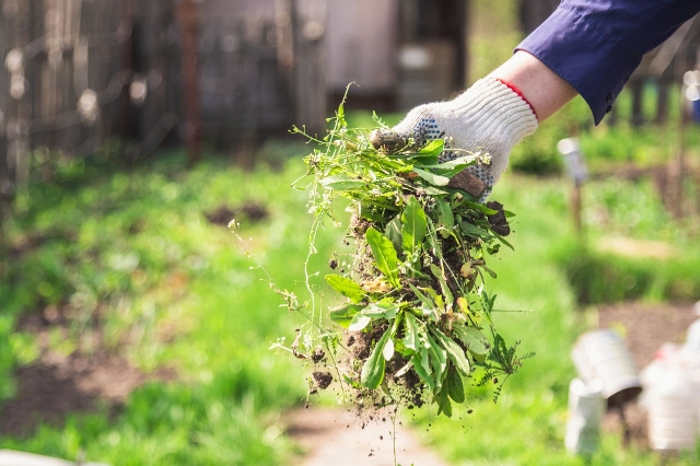 Unkraut wird mit Hand aus dem Garten entfernt.