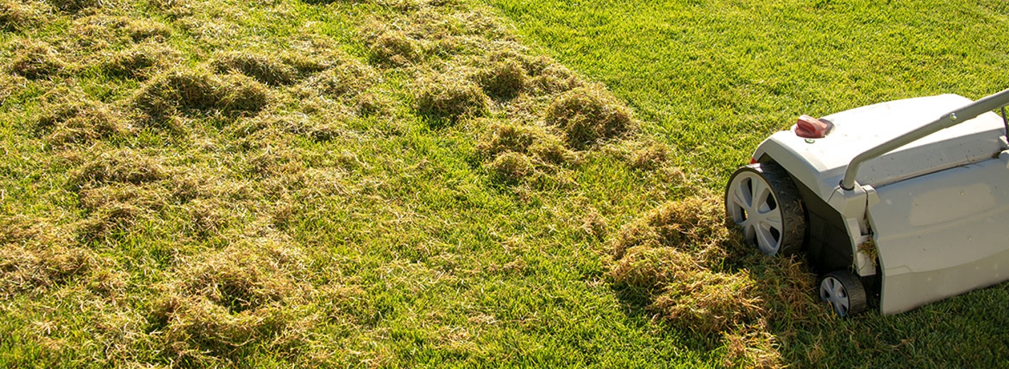 Rasen vertikutieren mit Vertikutierer, entfernt Moos und Rasenfilz im Garten.