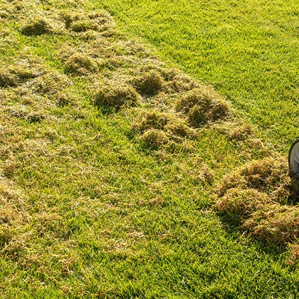 Rasen vertikutieren mit Vertikutierer, entfernt Moos und Rasenfilz im Garten.