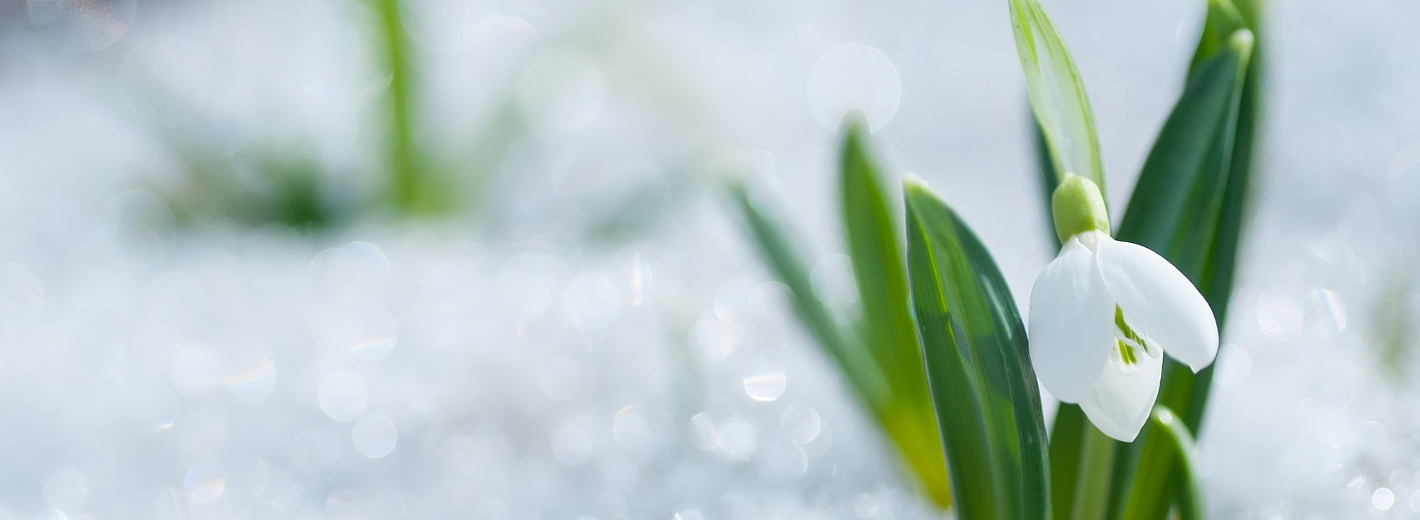 Frühblüher im Schnee