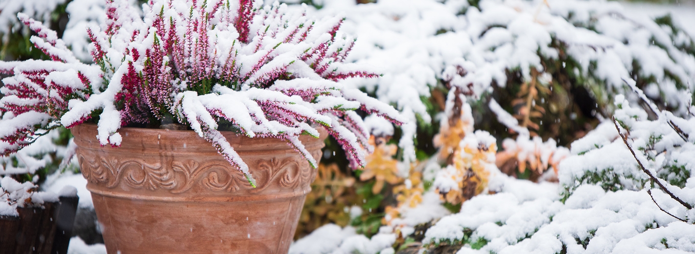 Kübelpflanze mit Schnee bedeckt