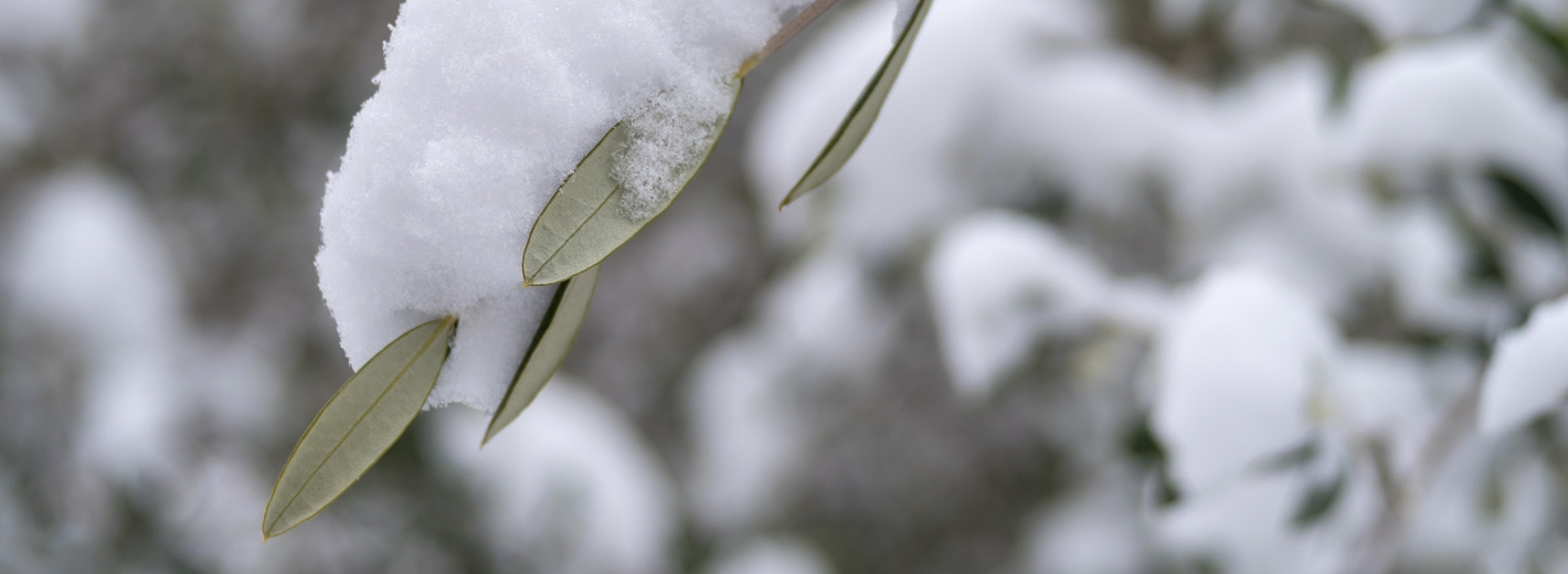 Olivenbaum im Winter mit Schnee