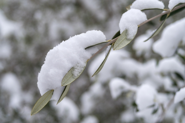 Olivenbaum im Winter mit Schnee