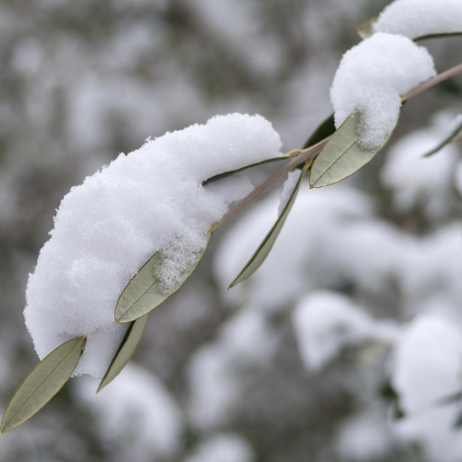 Olivenbaum im Winter mit Schnee