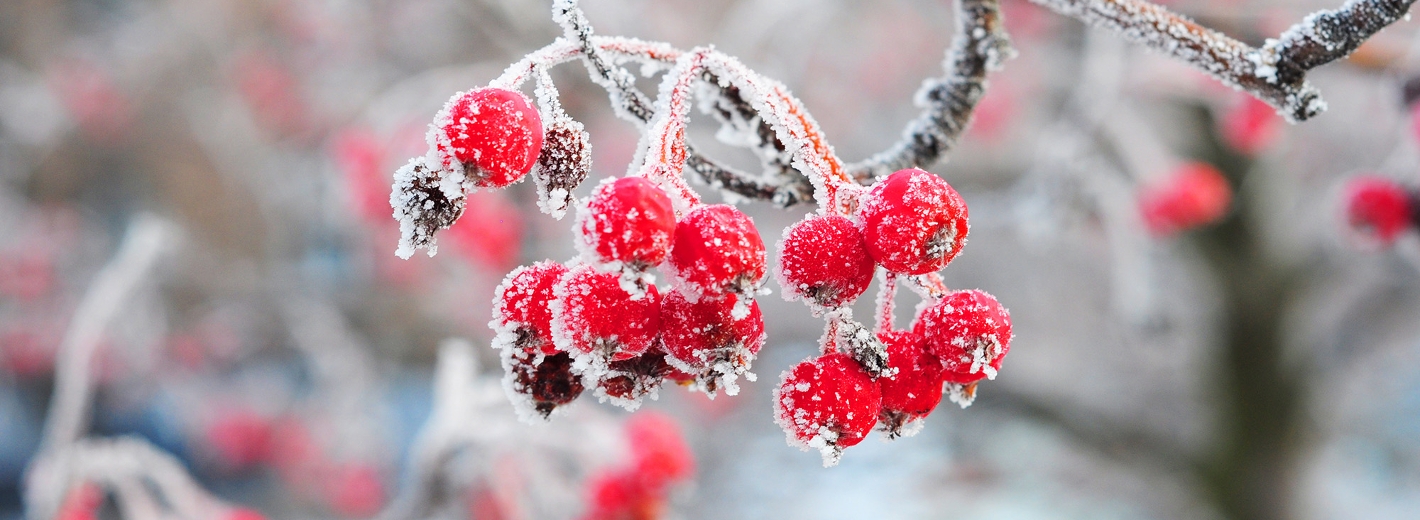 Schnee im Garten