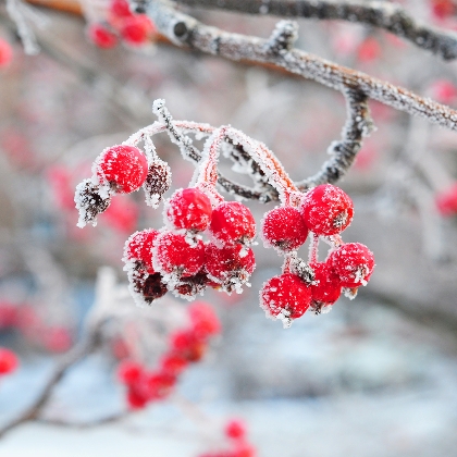 Schnee im Garten