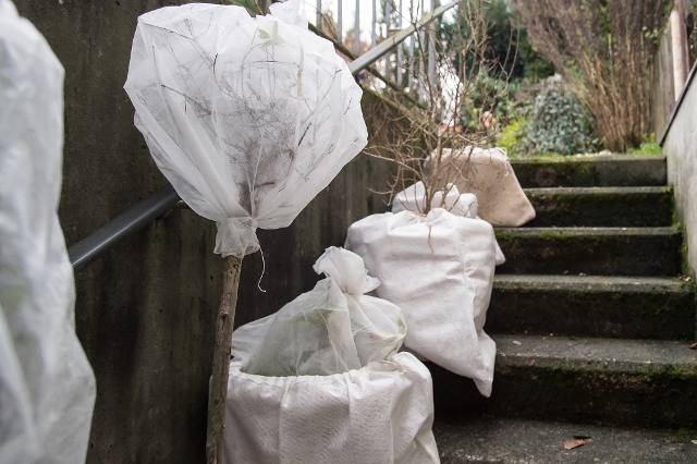 Eingepackte Pflanzen auf Stiege im Winter