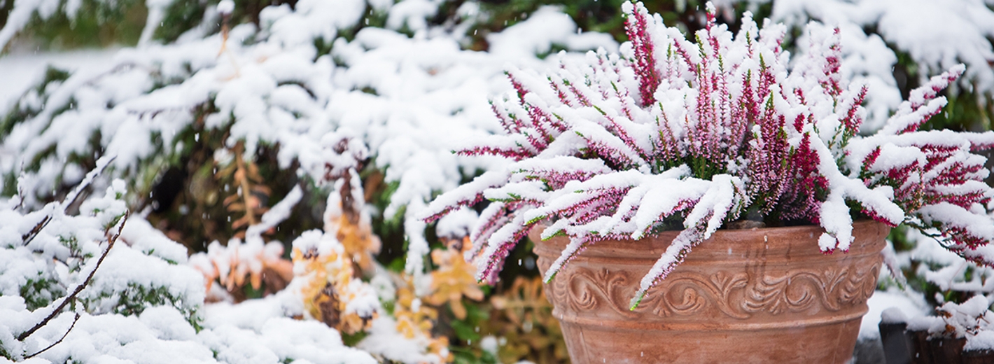 Verschneiter Garten mit einer schneebedeckten Calluna-Pflanze im Blumentopf