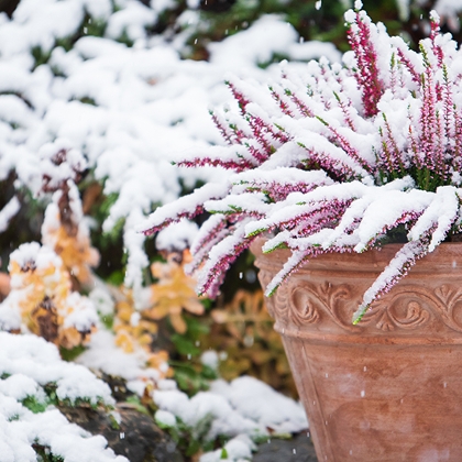 Verschneiter Garten mit einer schneebedeckten Calluna-Pflanze im Blumentopf