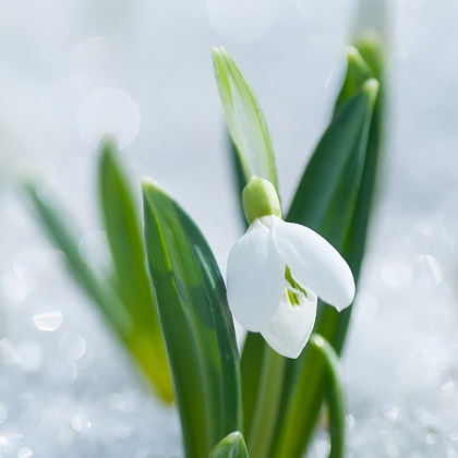 Schneeglöckchen schaut aus der Schneedecke hervor.