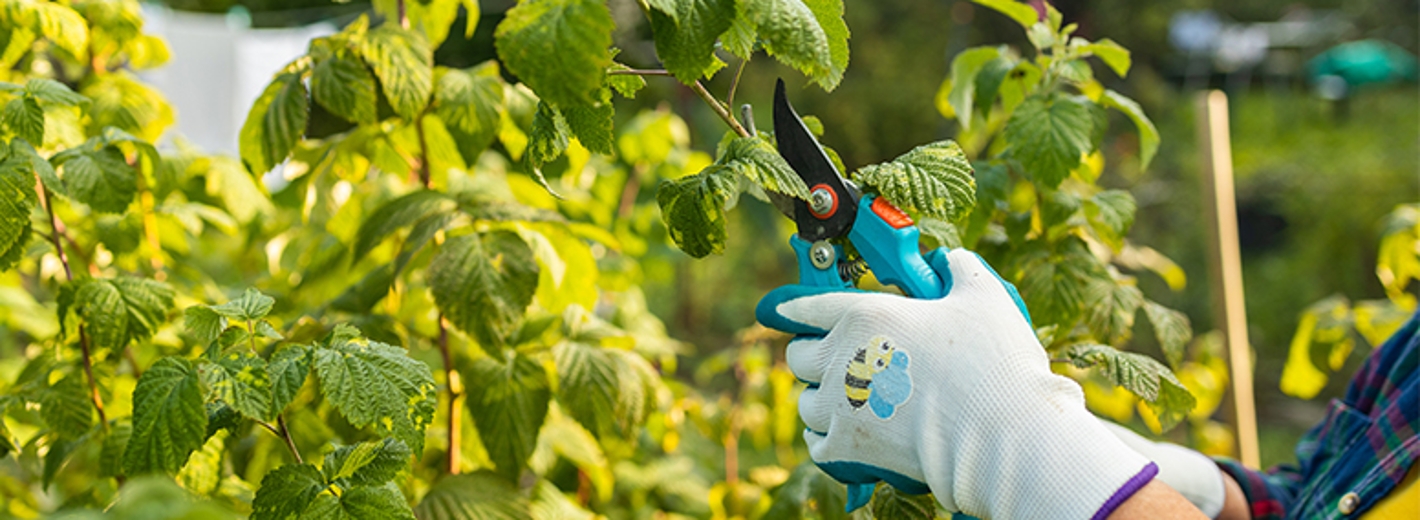 Rückschnitt beim Strauch mit einer Gartenschere