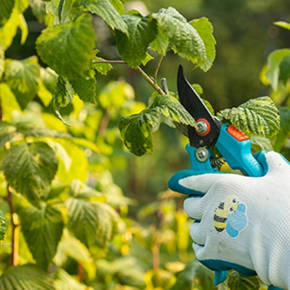 Rückschnitt beim Strauch mit einer Gartenschere