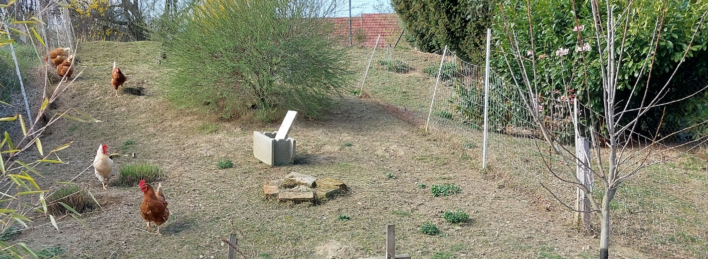 Hühner halten im eigenen Garten