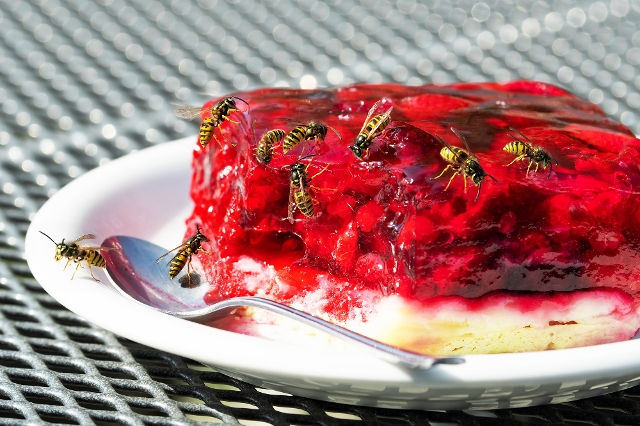 Wespen sitzen auf einem Himbeerkuchen