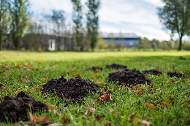 Maulwurf vertreiben aus dem Garten