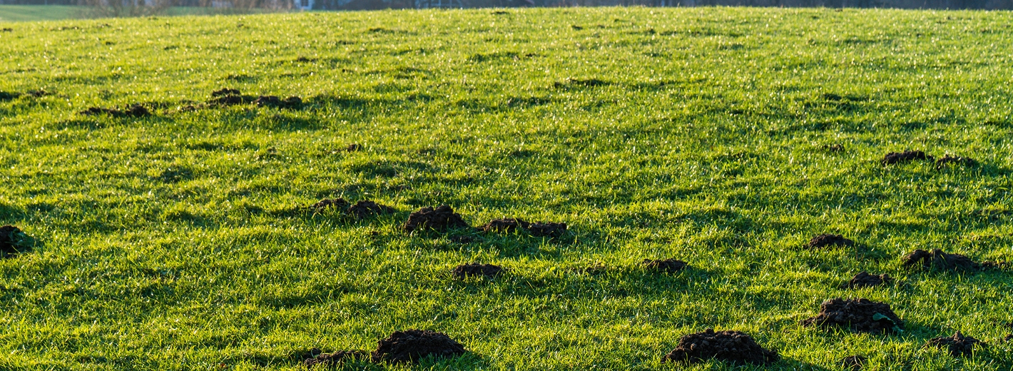 Rasen mit Maulwurfhügel
