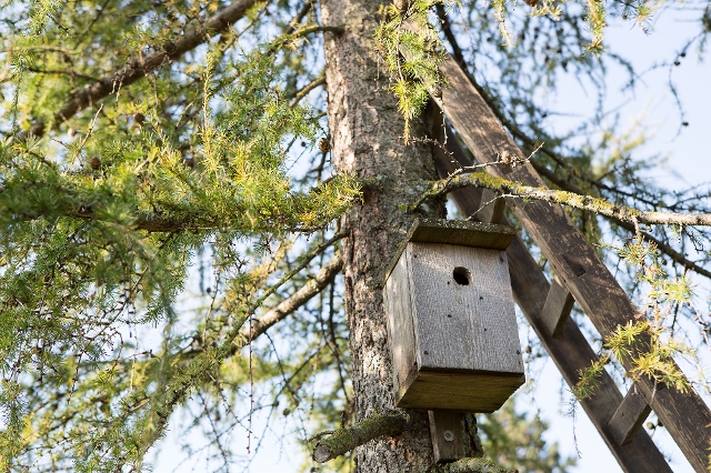 Nistkasten am Baum
