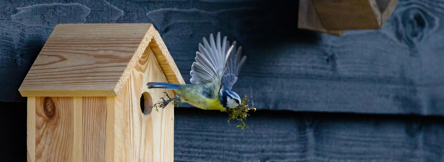 Meise fliegt aus Nistkasten