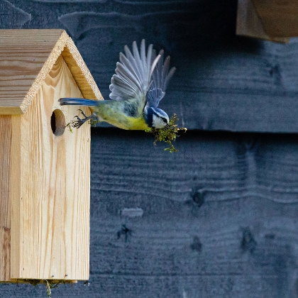 Meise fliegt aus Nistkasten