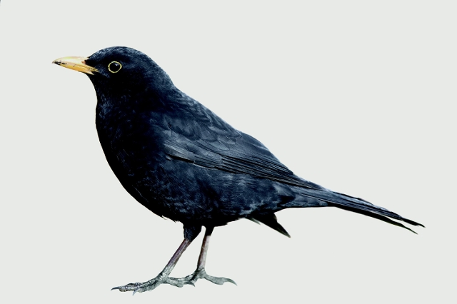 Amsel