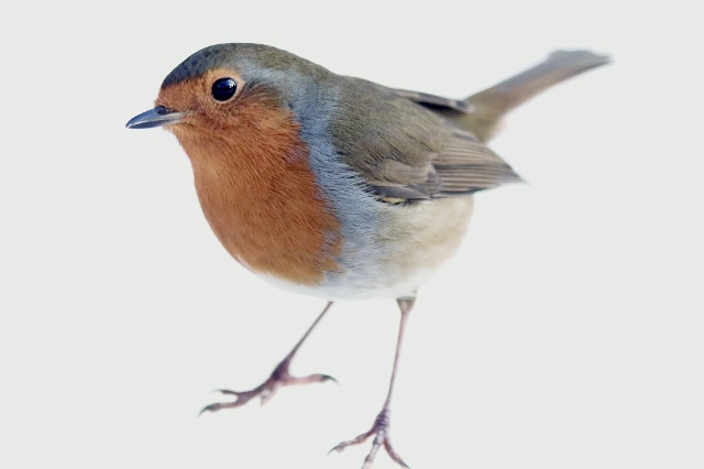 Rotkehlchen