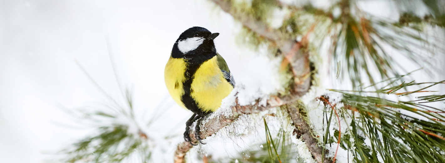 Vogel sitze auf einem verschneitem Ast