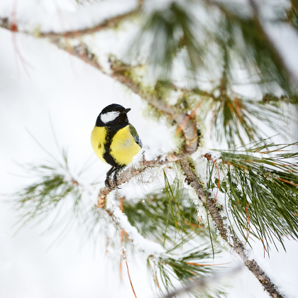 Vogel sitze auf einem verschneitem Ast