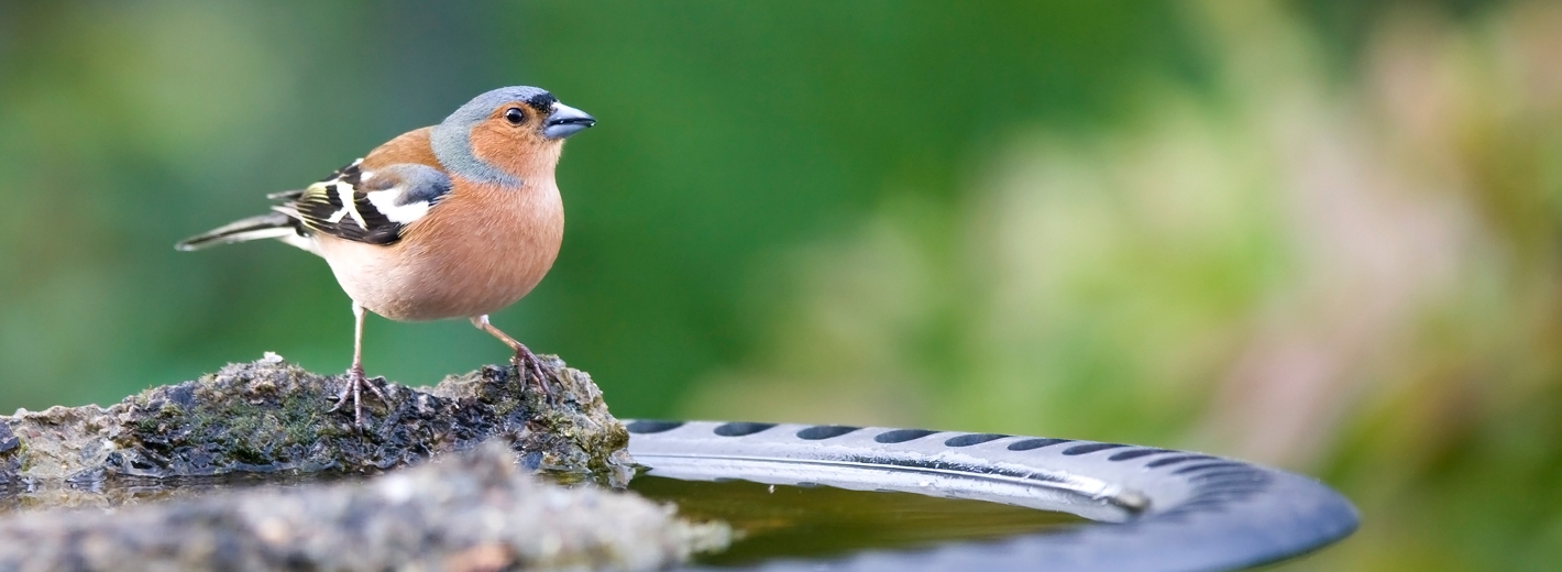 Buchfink sitzt auf Vogeltränke