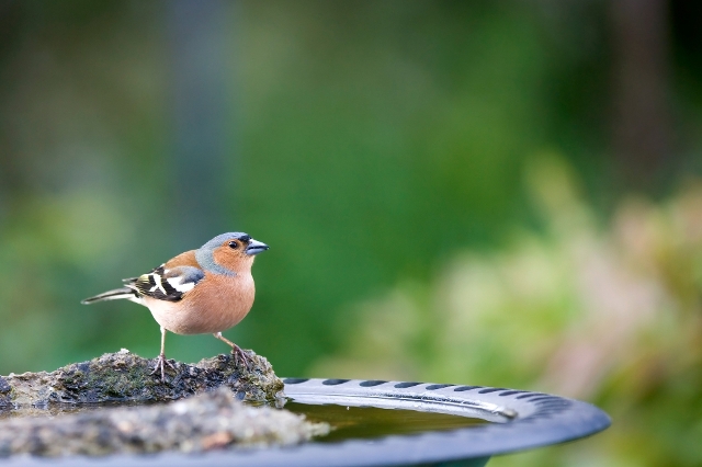 Buchfink sitzt auf Vogeltränke