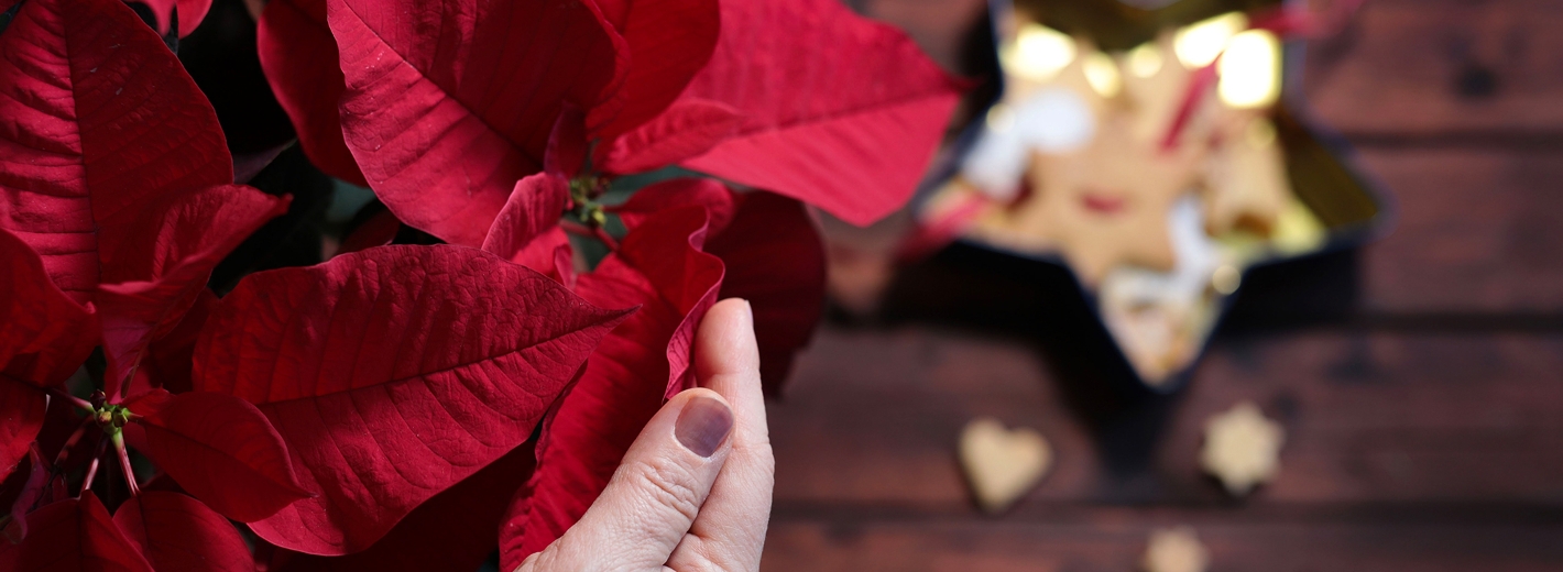 Hände halten roten Weihnachtsstern