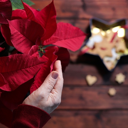 Hände halten roten Weihnachtsstern