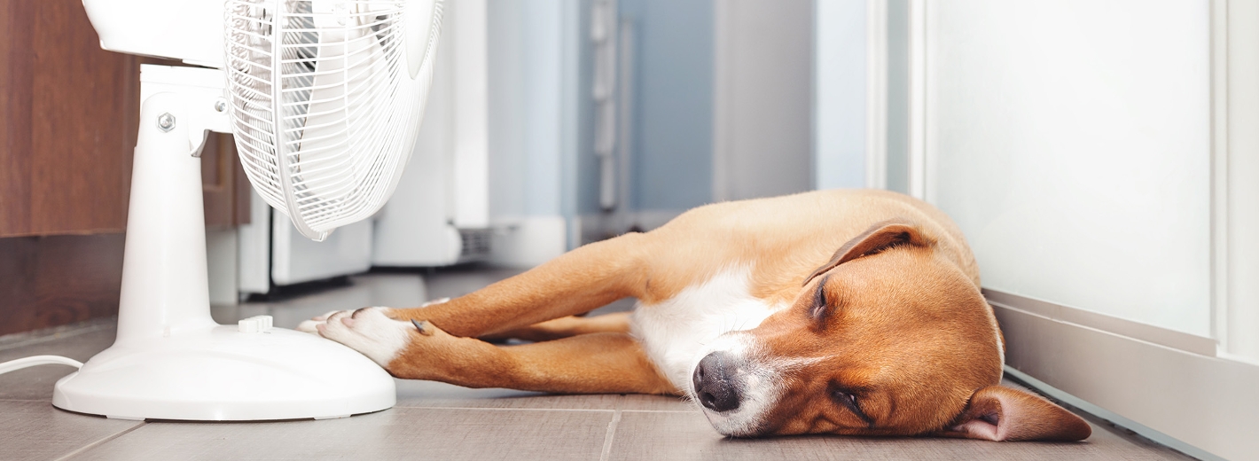 Hund liegt auf dem Boden vor einem Ventilator und kühlt sich ab.
