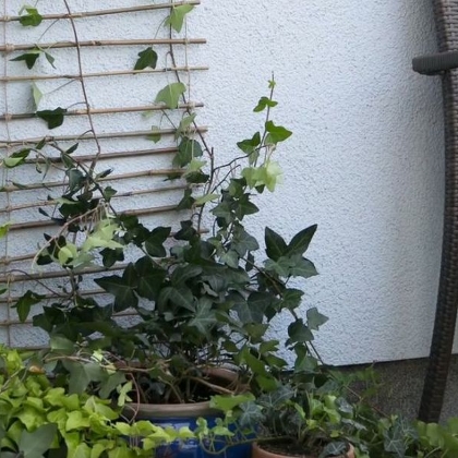 DIY-Rankhilfen