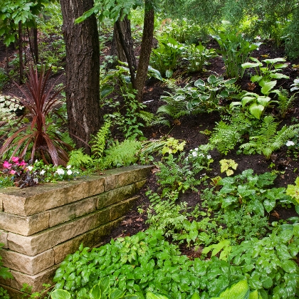 Schattiger Garten