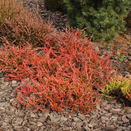 Rindenmulch