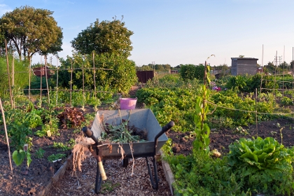 Gemüsegarten mit Beeten, Rankhilfen und einer Scheibtruhe im Vordergrund.