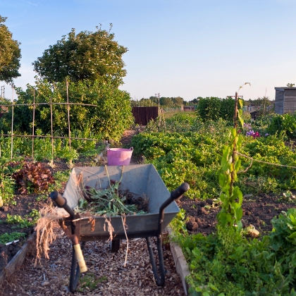 Gemüsegarten mit Beeten, Rankhilfen und einer Scheibtruhe im Vordergrund.
