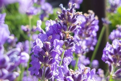 Lavendelbeet