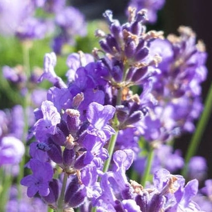 Lavendelbeet
