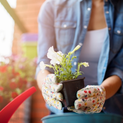 Frau setzt Blumenstock ein
