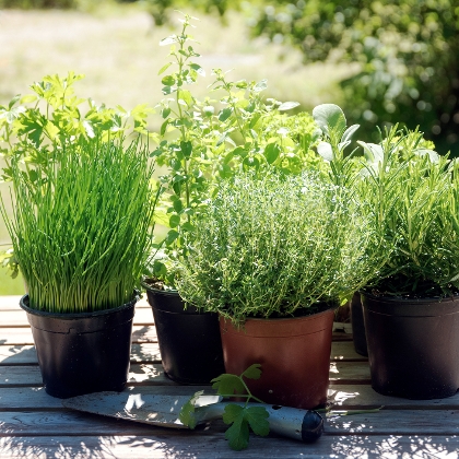 Dateiname Kräuter im Topf