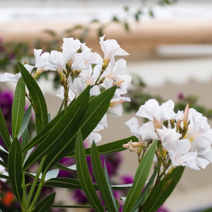 Oleander