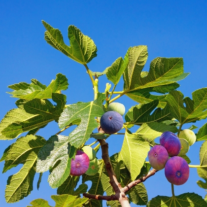 Feigenbaum mit Früchten